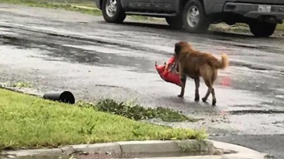 Perro D1 Perro D1