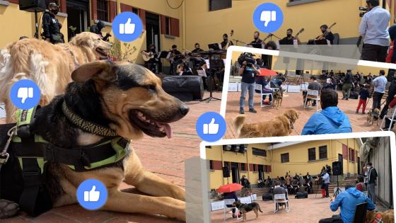 Concierto para perros en Bogotá dividió las opiniones Concierto para perros en Bogotá dividió las opiniones