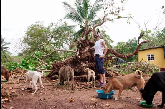 Animales comiendo con voluntarios de Animal Voice