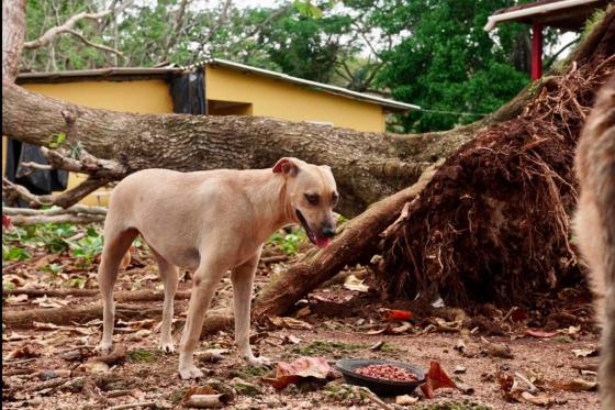 Perros y gatos en San Andrés: trabajo por las víctimas sin voz Perros y gatos en San Andrés: trabajo por las víctimas sin voz