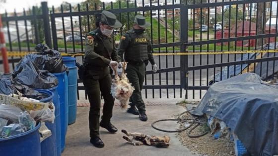 Habrían sacrificado animales para ritos de santería en Bogotá Habrían sacrificado animales para ritos de santería en Bogotá
