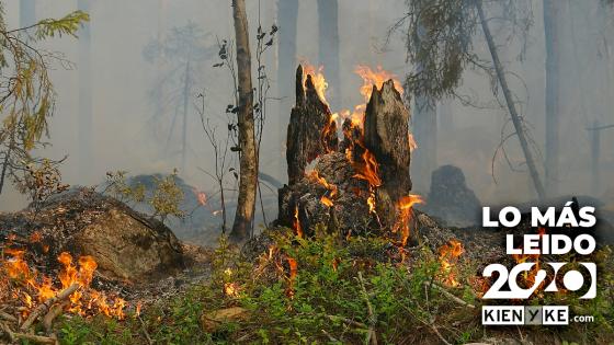 Los hechos ambientales que más se leyeron en Kienyke este 2020d Los hechos ambientales que más se leyeron en Kienyke este 2020