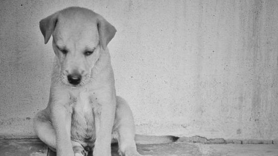 Perros Perros
