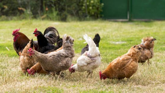 Robaron 25.000 gallinas a empresario argentino en Repelón, Atlántico