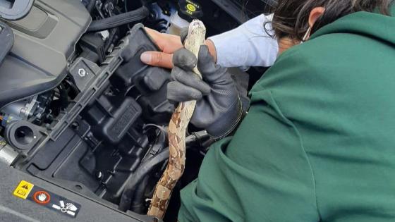 Rescatan a dos serpientes que llegaron por accidente a Bogotá 