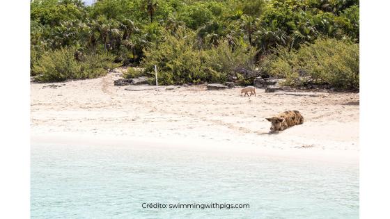 Isla de los cerdos