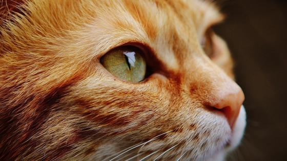 Gato evita que su dueña beba Gato evita que su dueña beba