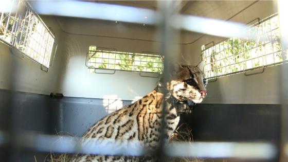 Liberación ocelote Liberación ocelote