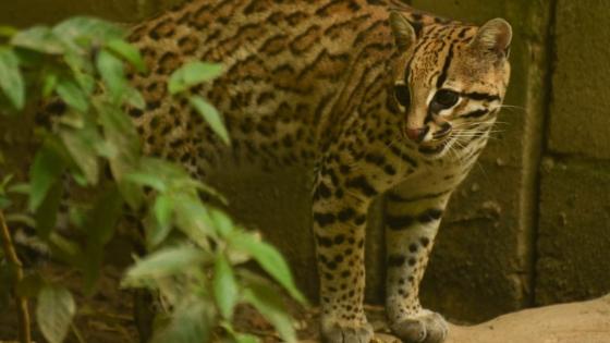 Ocelote Ocelote