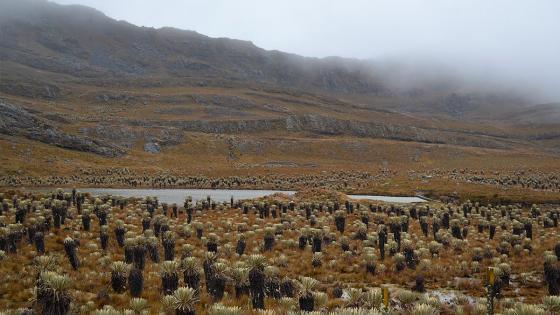 Paramo de Santurbán