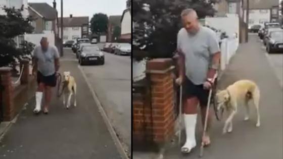 Perro cojea por empatía con su dueño Perro cojea por empatía con su dueño