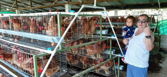 Timochenko visita gallinas con su hijo