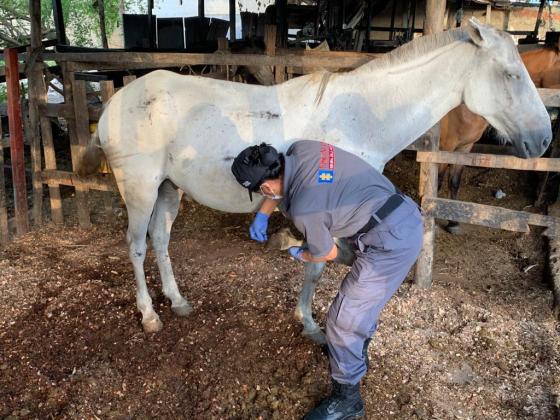 Cartagena: decomisan caballos de caballeriza