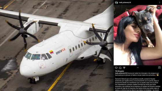 ‘Homerito’, cachorro que falleció en vuelo de EasyFly ‘Homerito’, cachorro que falleció en vuelo de EasyFly