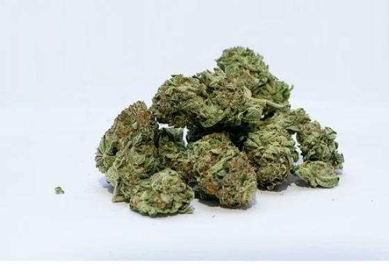 Cannabis: gremio pide legalizar exportación de flor seca