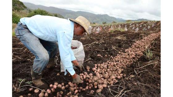 Todo lo que debe saber sobre el Referendo Campesino Todo lo que debe saber sobre el Referendo Campesino