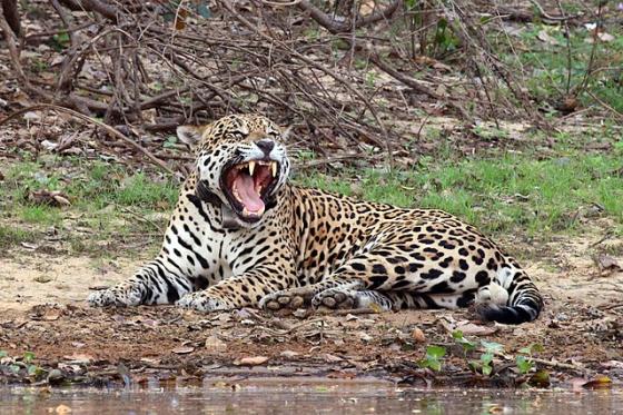 Dos crías de jaguar son la esperanza de toda una especie