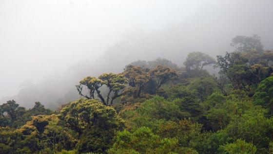 Bosques altoandino