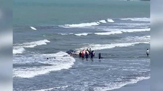 Ballena encallada en Puerto Escondido