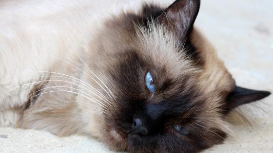 Gato Birmano Gato Birmano
