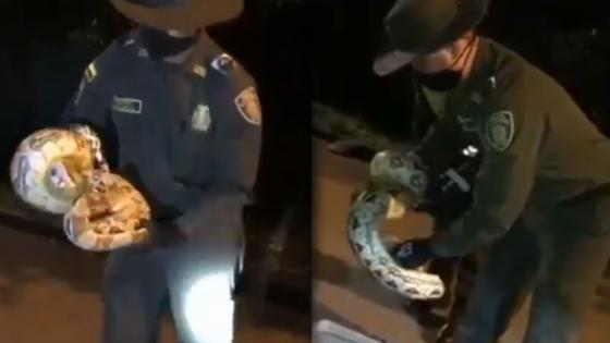 Boa Constrictor Cali Boa Constrictor Cali