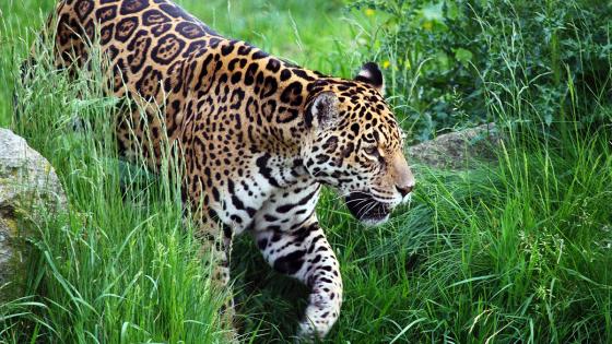 jaguar mató a una niña de seis años