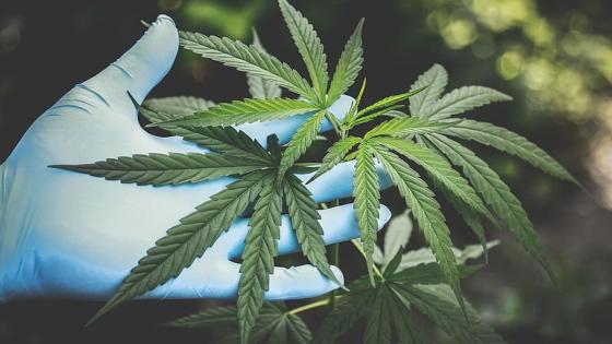 Proponen crear la comisión reguladora del cannabis medicinal Proponen crear la comisión reguladora del cannabis medicinal
