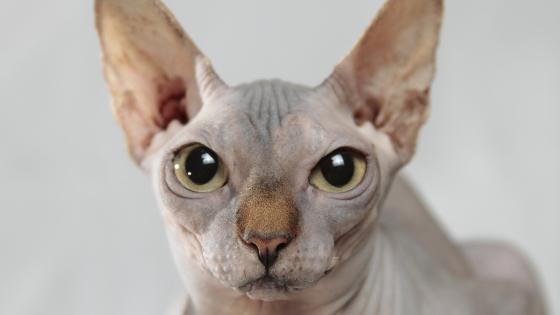 Gato Esfinge Gato Esfinge