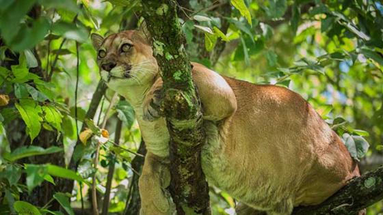 Felinos en Colombia Felinos en Colombia