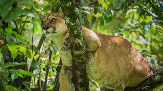 Felinos en Colombia