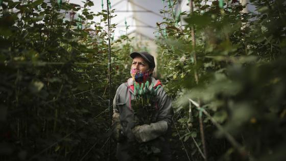 Floristerías se preparan para San Valentín en medio de pandemia