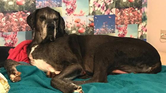 perro más grande del mundo perro más grande del mundo
