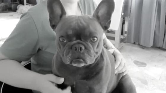 Perrita Paris Perrita Paris