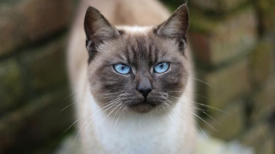 Gato Siamés Gato Siamés