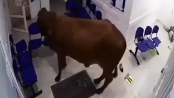 Vaca entró a urgencias de un hospital en Antioquia