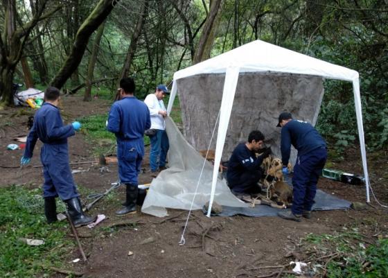 El drama de la manada de Acacio El drama de la manada de Acacio