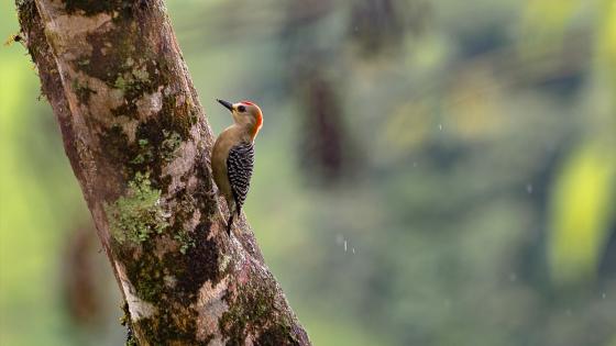 Aves en Colombia