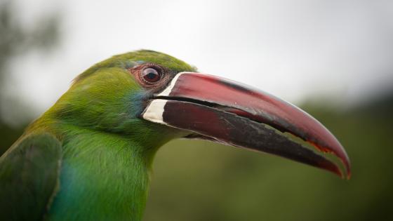 Aves en Colombia