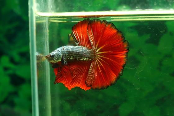 Los curiosos 'salones de belleza' para peces en Indonesia Los curiosos 'salones de belleza' para peces en Indonesia