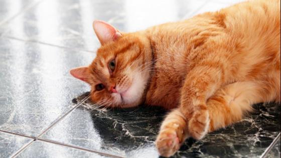 Gato Gato