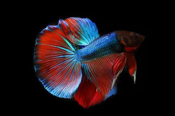 Los curiosos 'salones de belleza' para peces en Indonesia