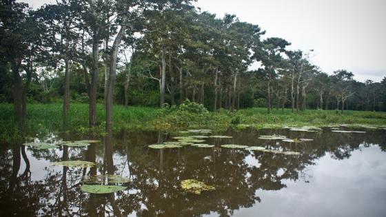 Amazonas Amazonas