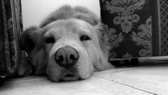 Toby Toby