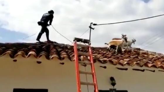Bomberos de Barichara rescatan cabras de un tejado