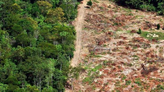Captura siete personas por deforestación en reserva de la Amazonía