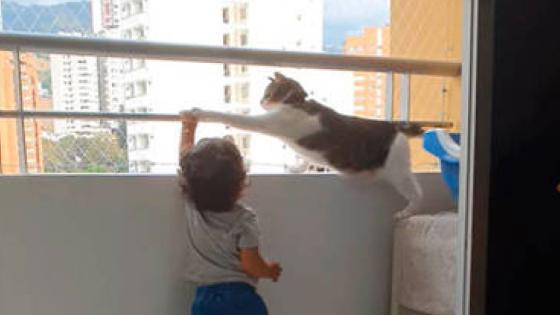 Gato Gato
