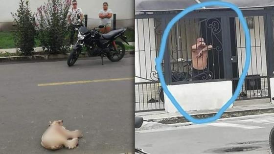 Asesinato de un perrito en Palmira Asesinato de un perrito en Palmira