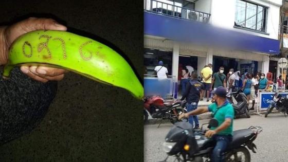 Platano lotería Chocó Platano lotería Chocó