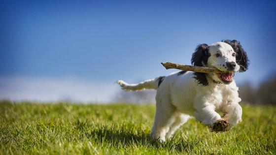 Perro corriendo 