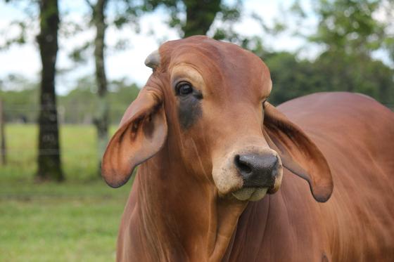 Semen de toro colombiano llegó hasta Pakistán